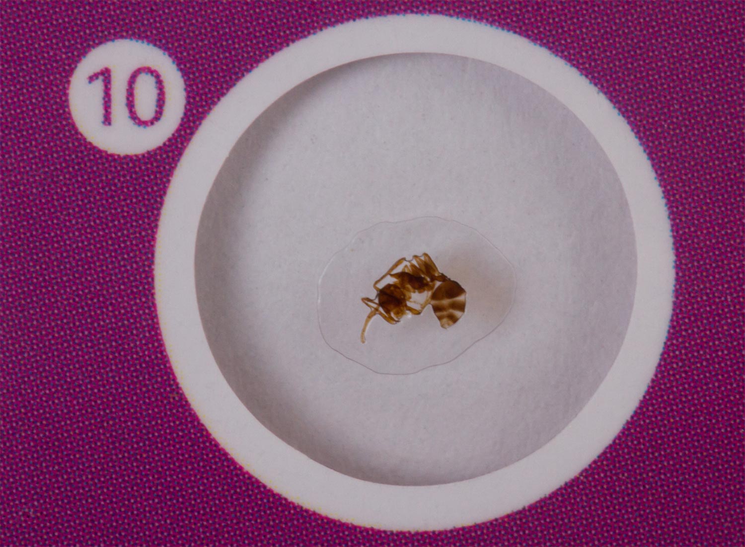 Levenhuk LabZZ C12 Set di vetrini preparati Animali