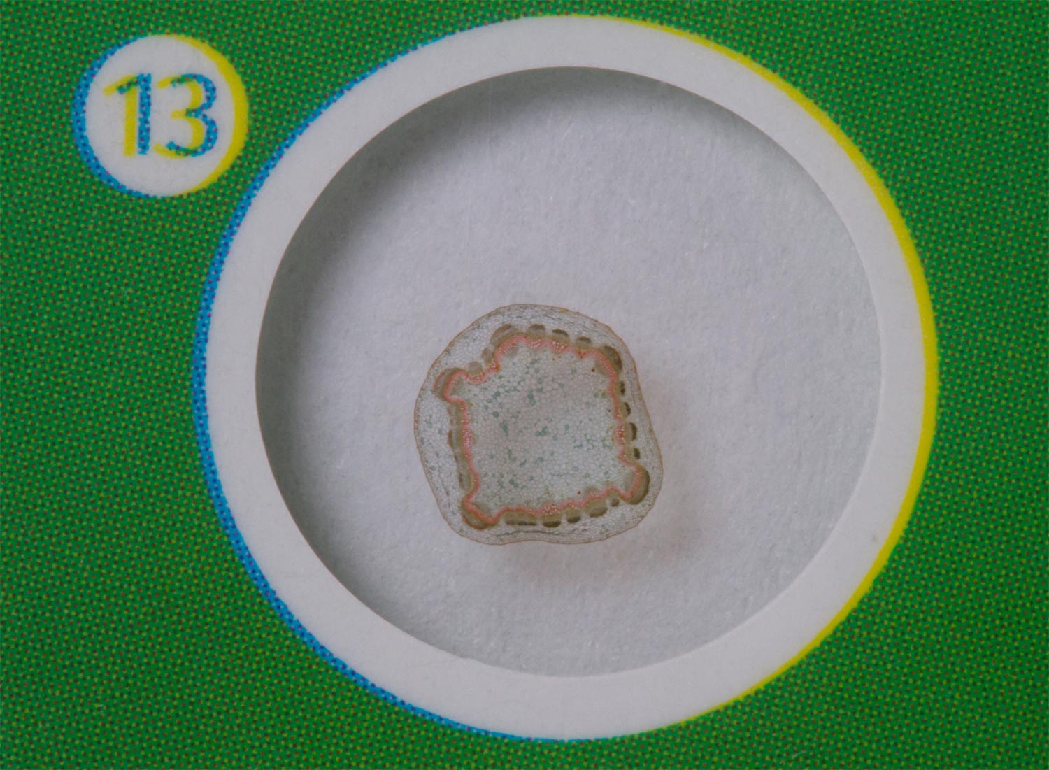 Levenhuk LabZZ P12 Set di vetrini preparati Piante