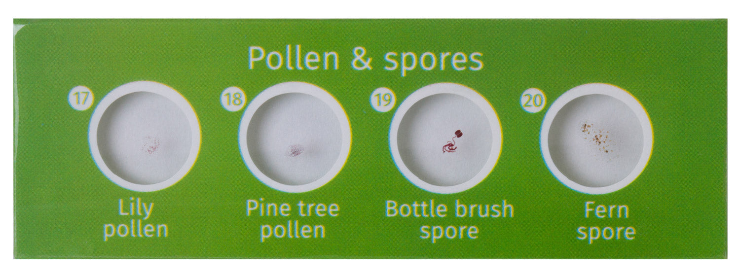 Levenhuk LabZZ P12 Set di vetrini preparati Piante