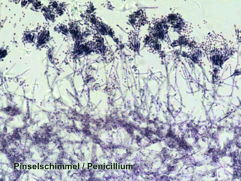 Set di Vetrini Preparati Bresser 50 pezzi con Scatola