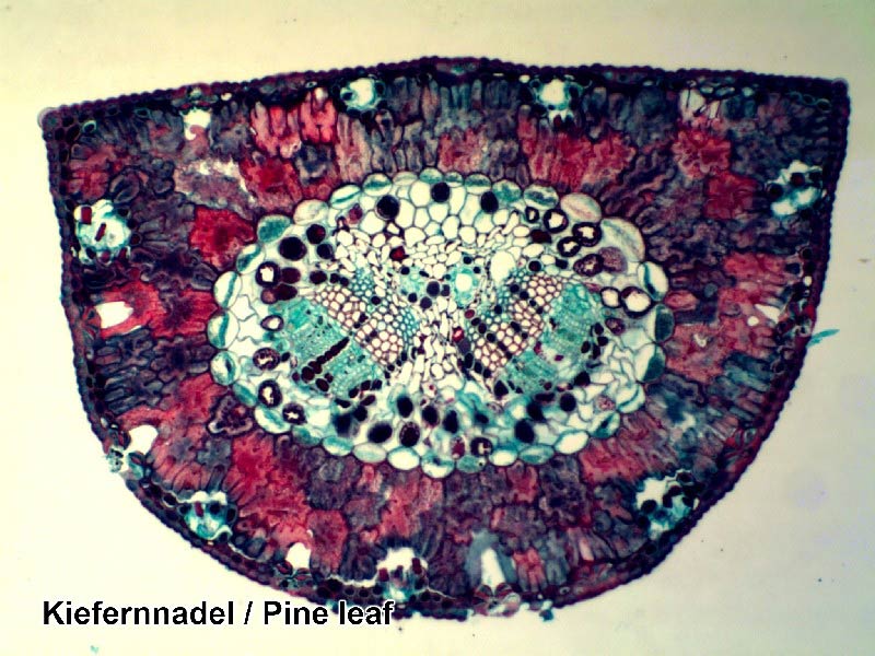 Set di Vetrini Preparati Bresser 50 pezzi con Scatola