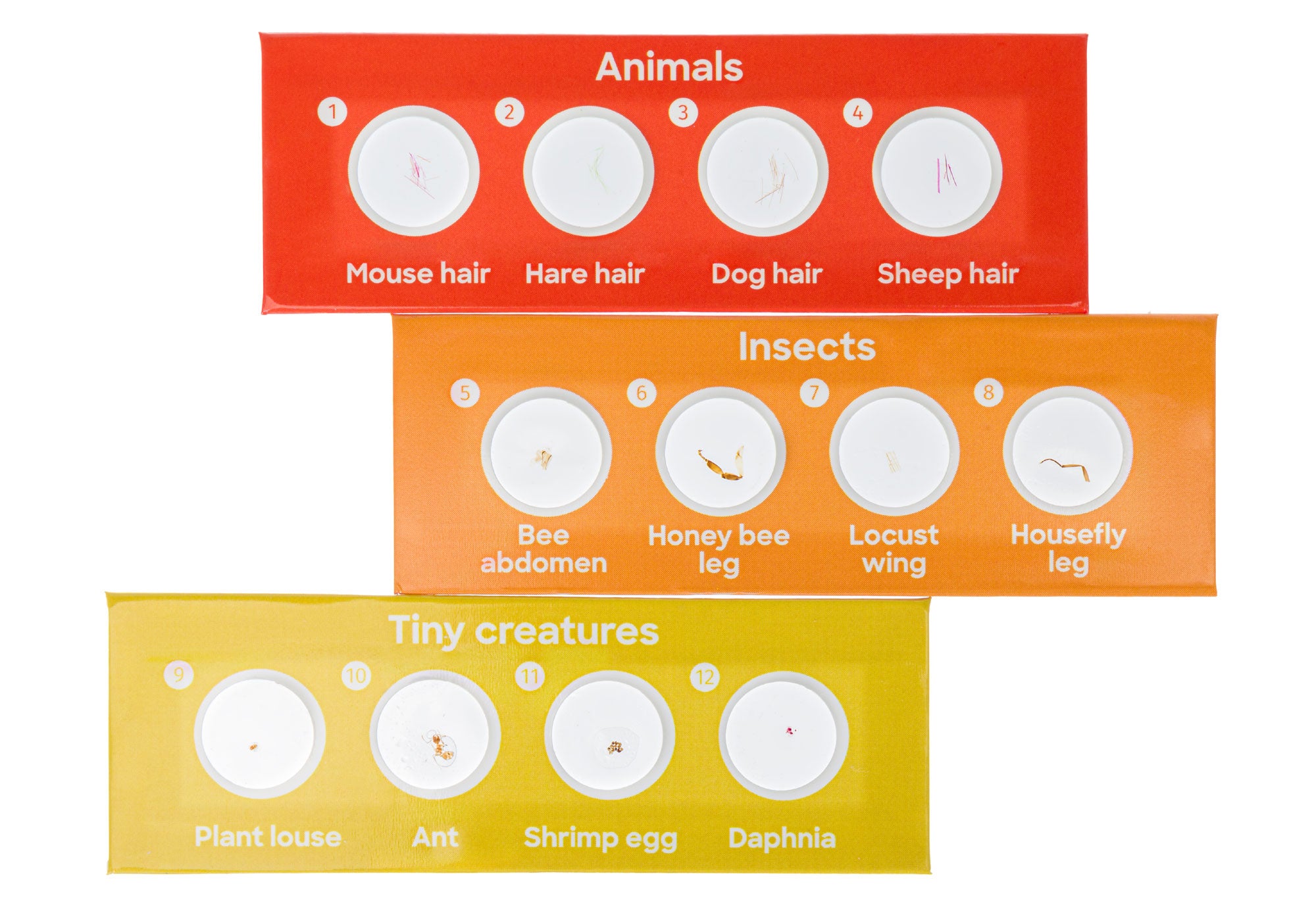 Levenhuk Discovery Fauna Set con 12 vetrini preparati