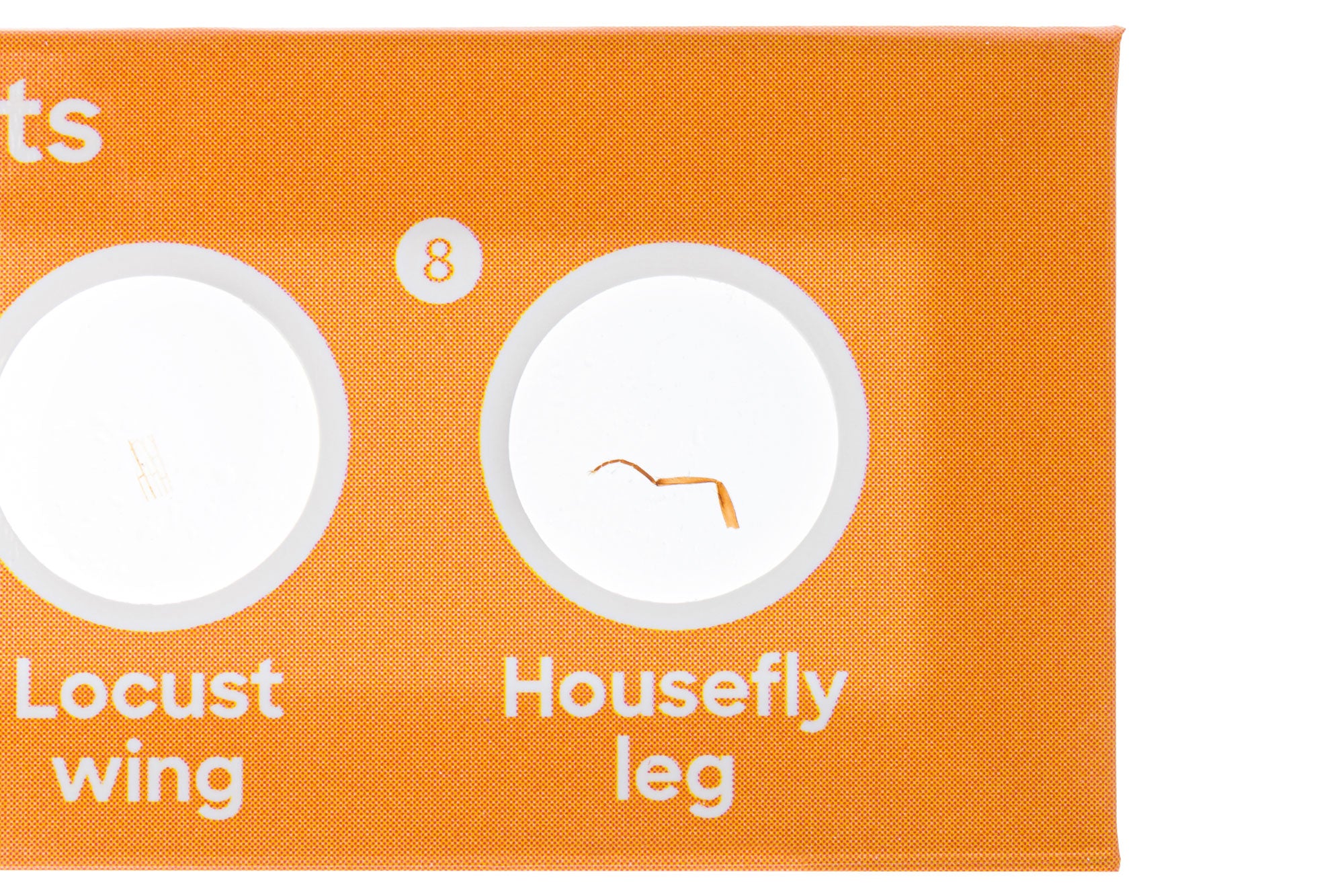 Levenhuk Discovery Fauna Set con 12 vetrini preparati