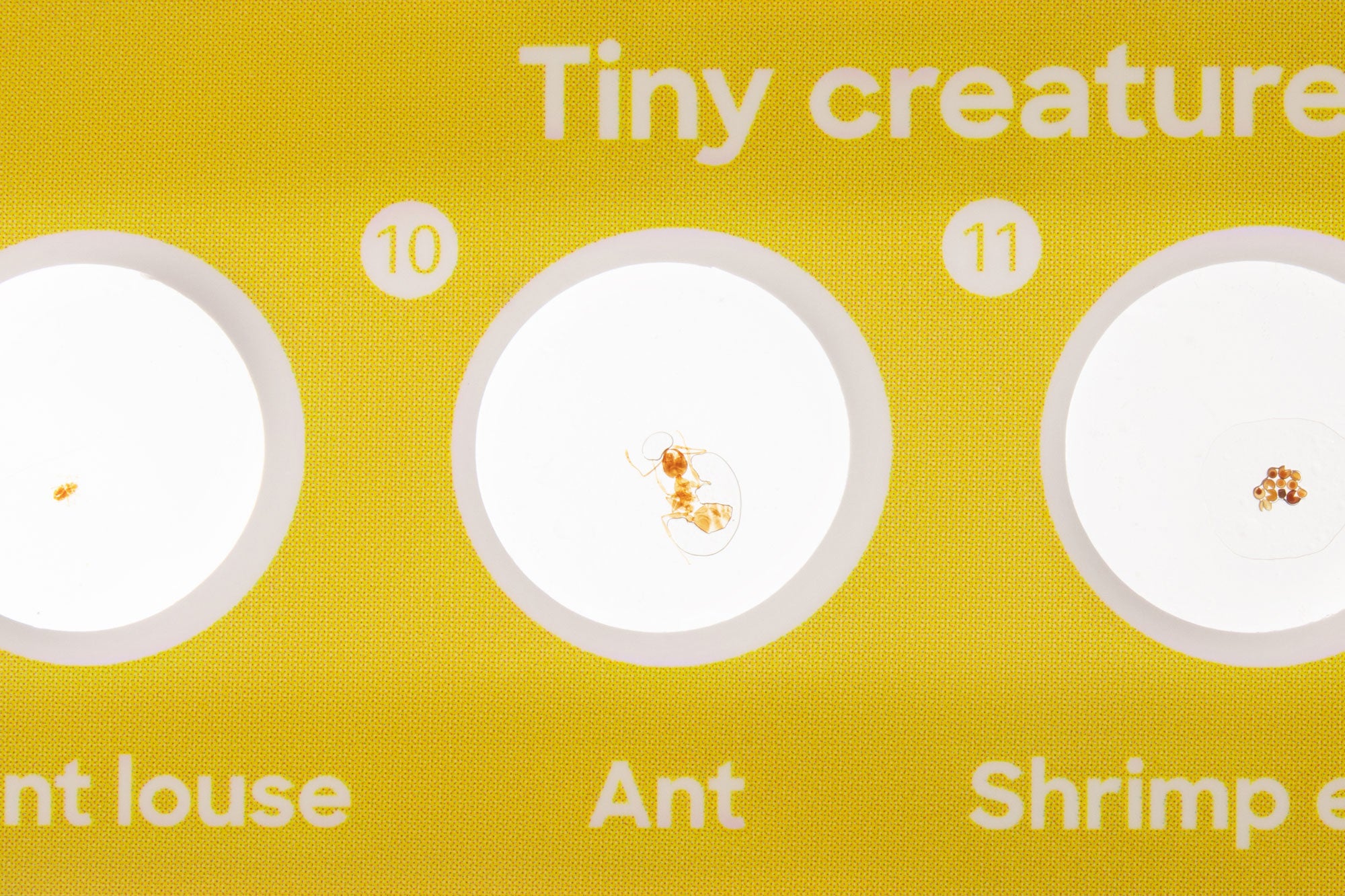 Levenhuk Discovery Fauna Set con 12 vetrini preparati