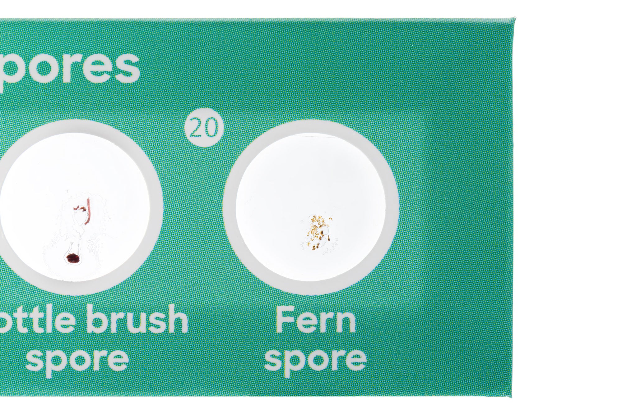 Levenhuk Discovery Flora Set con 12 vetrini preparati