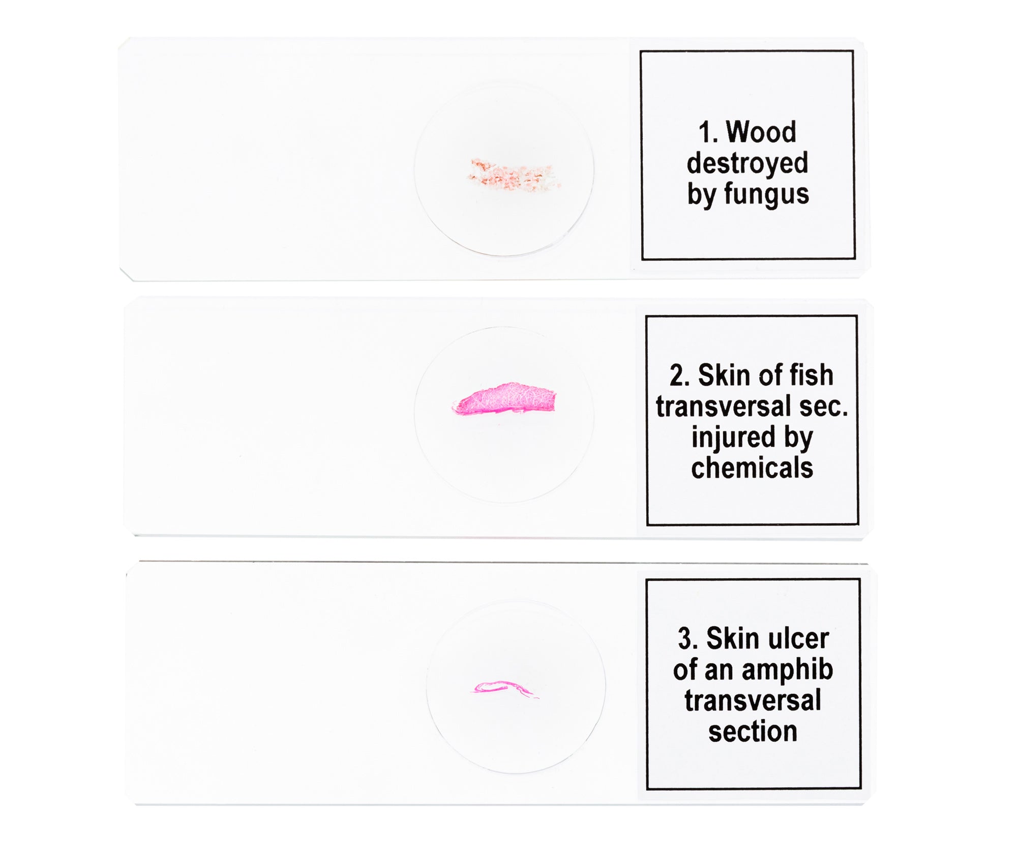 Set di micropreparati Levenhuk Discovery Prof DPS 5. “Mutazioni”