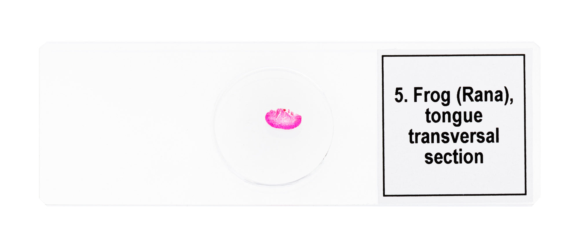 Set di micropreparati Levenhuk Discovery Prof DPS 5. “Mondo anfibio”