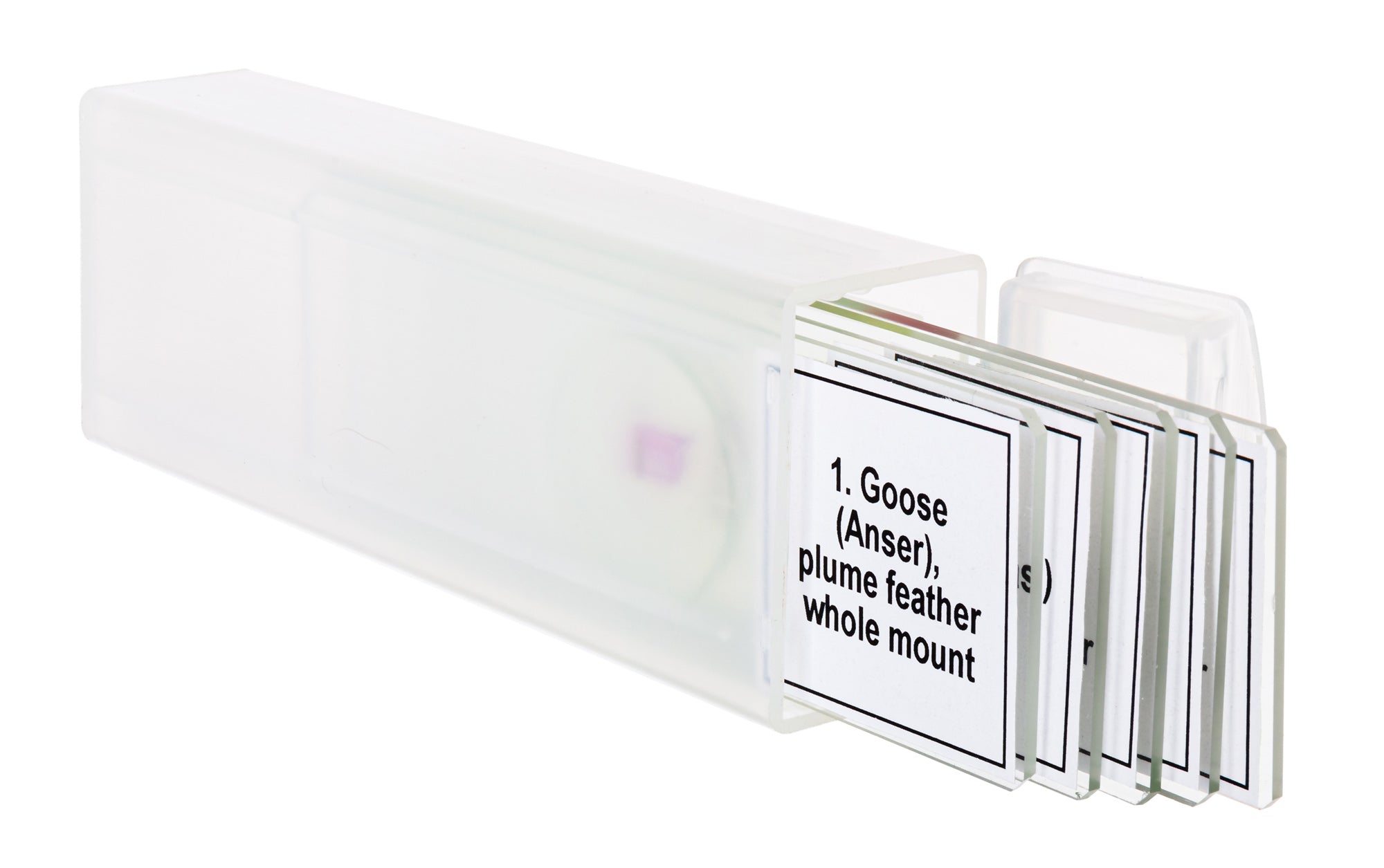 Set di micropreparati Levenhuk Discovery Prof DPS 5. “Uccelli”