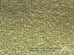 Microscopio Bresser Science MTL 201 50-800x