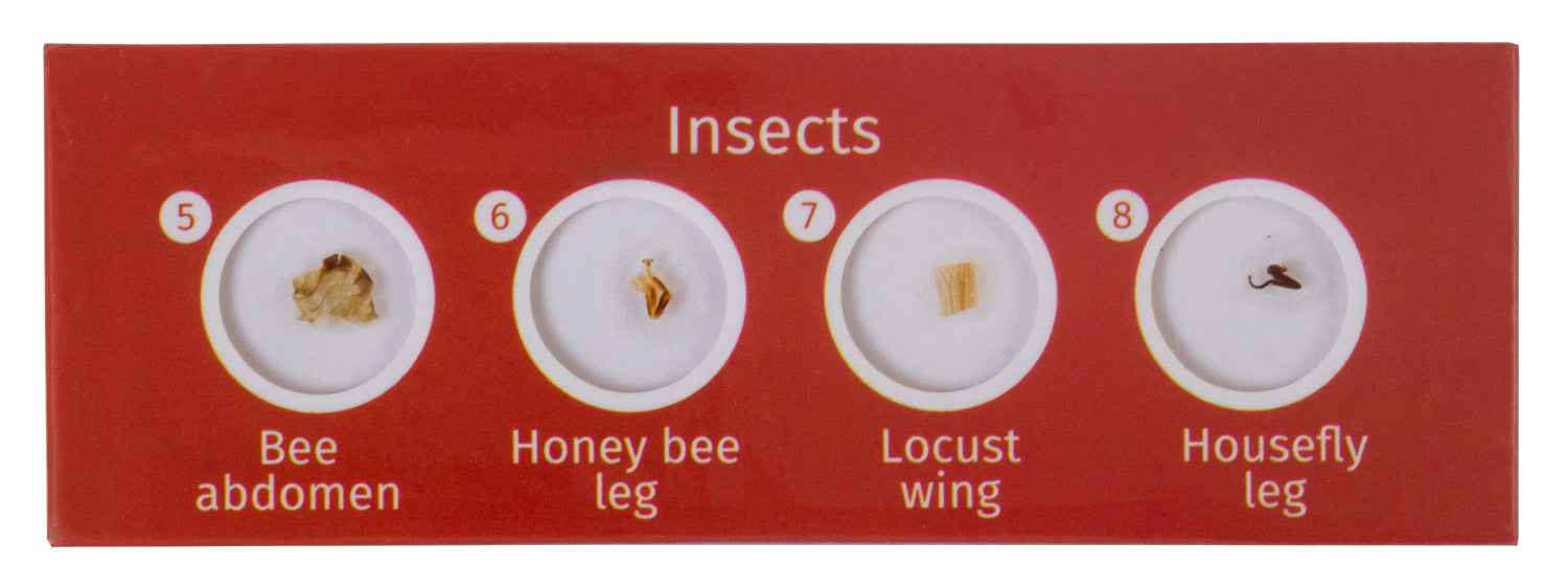 Levenhuk LabZZ C12 Set di vetrini preparati Animali