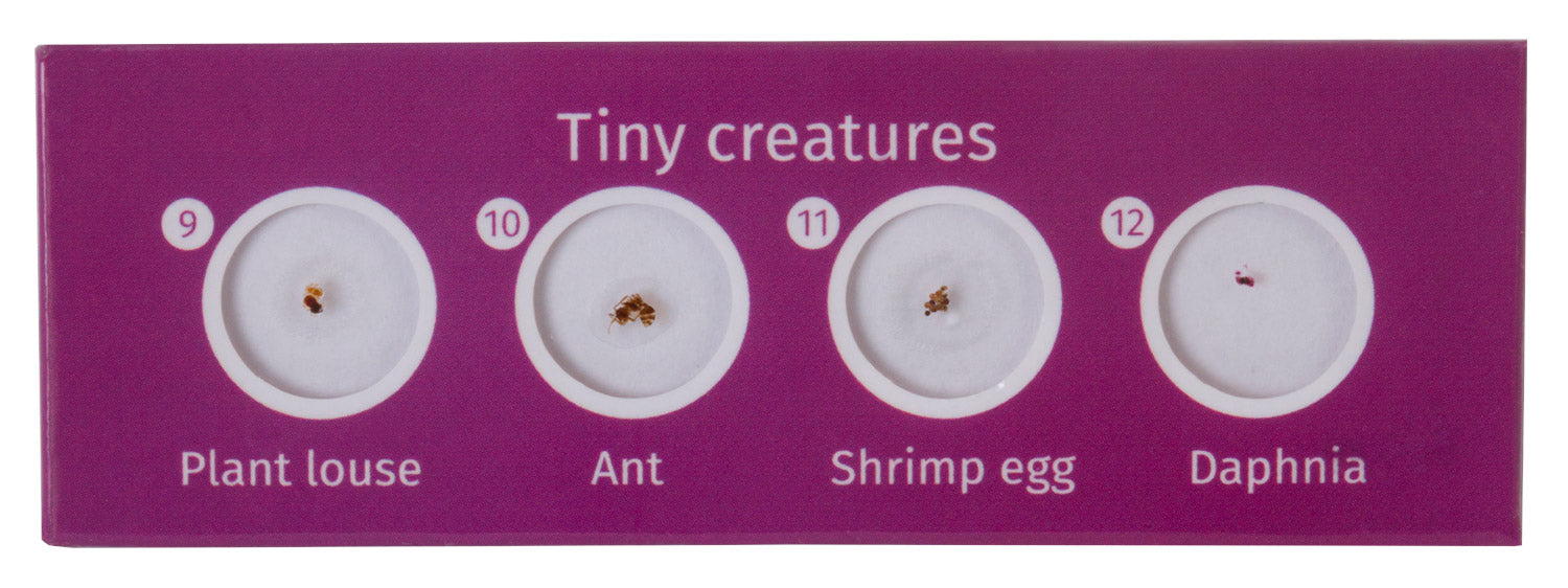 Levenhuk LabZZ C12 Set di vetrini preparati Animali