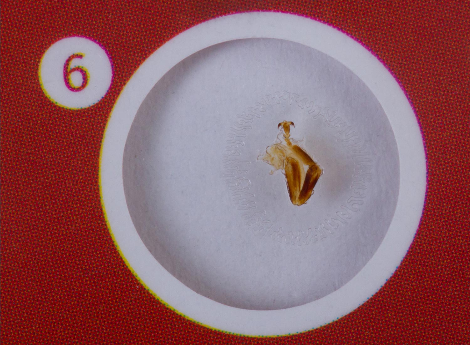 Levenhuk LabZZ C12 Set di vetrini preparati Animali