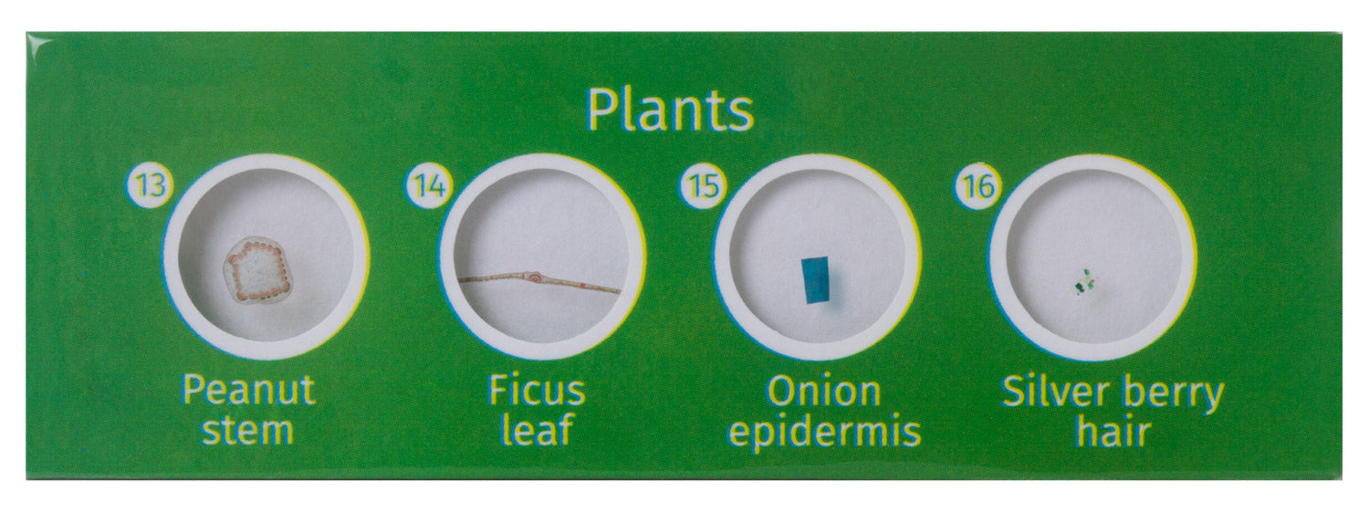 Levenhuk LabZZ P12 Set di vetrini preparati Piante