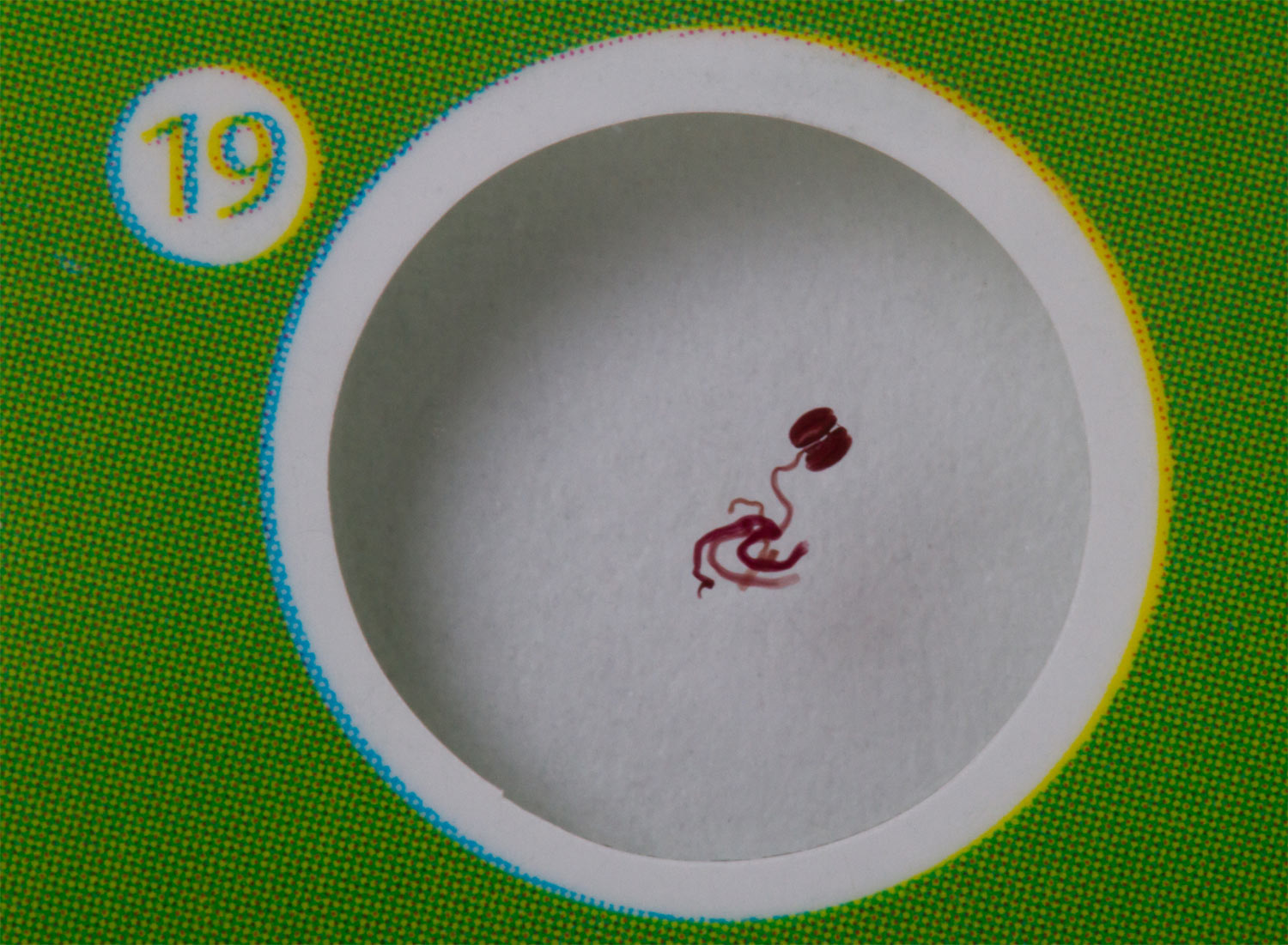 Levenhuk LabZZ P12 Set di vetrini preparati Piante