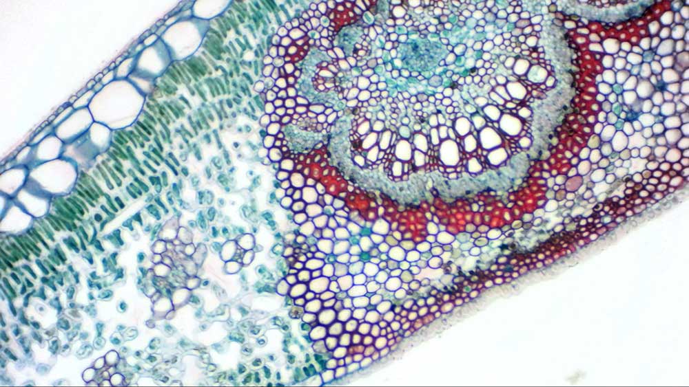 Camera Digitale Oculare Bresser MikrOkular Full HD