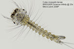 Fotocamera per microscopio Bresser MikroCamII 20 MP 1''