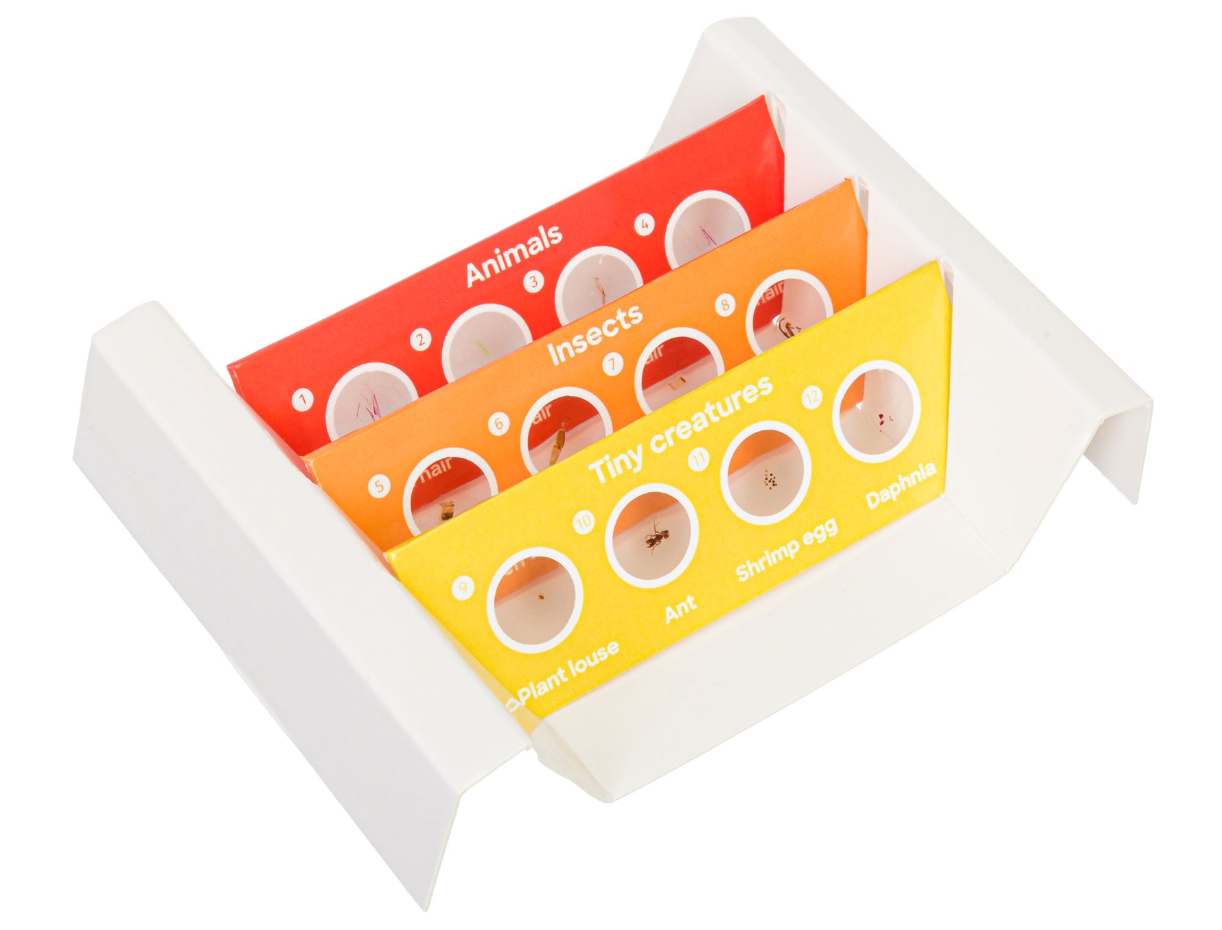 Levenhuk Discovery Fauna Set con 12 vetrini preparati