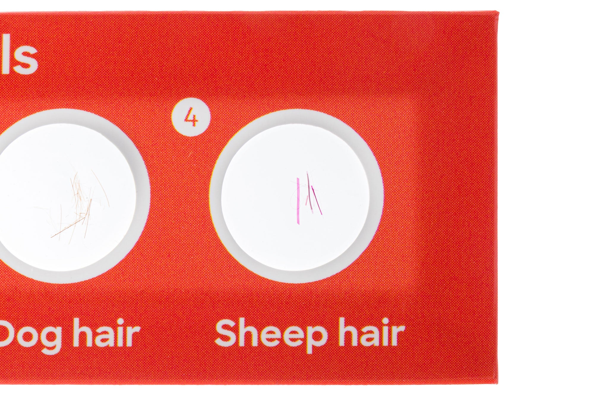 Levenhuk Discovery Fauna Set con 12 vetrini preparati