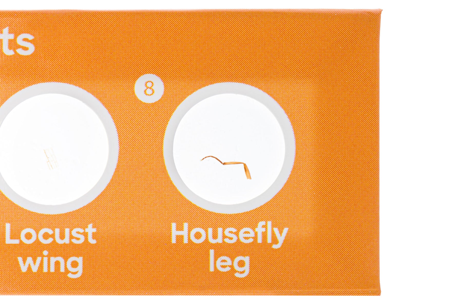 Levenhuk Discovery Fauna Set con 12 vetrini preparati