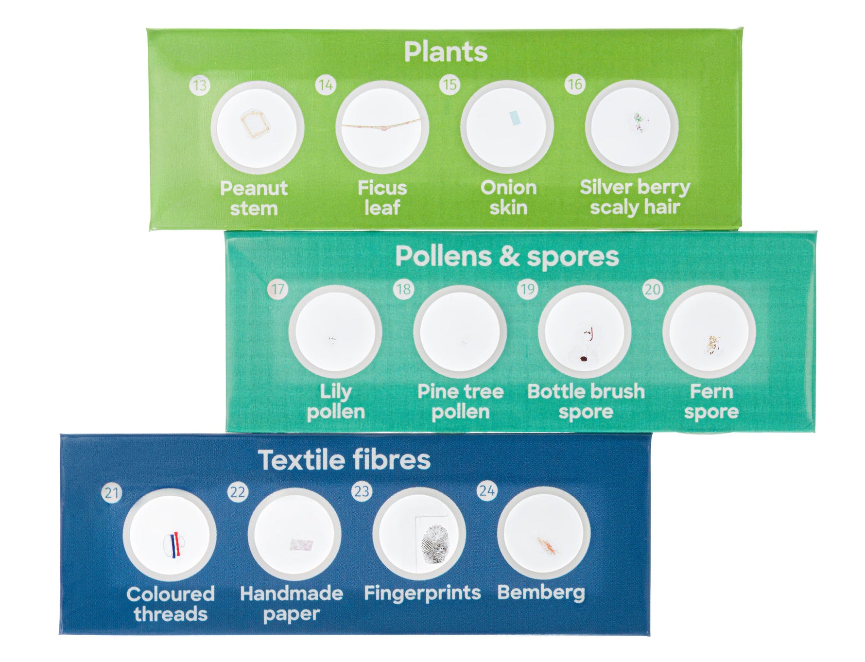 Levenhuk Discovery Flora Set con 12 vetrini preparati