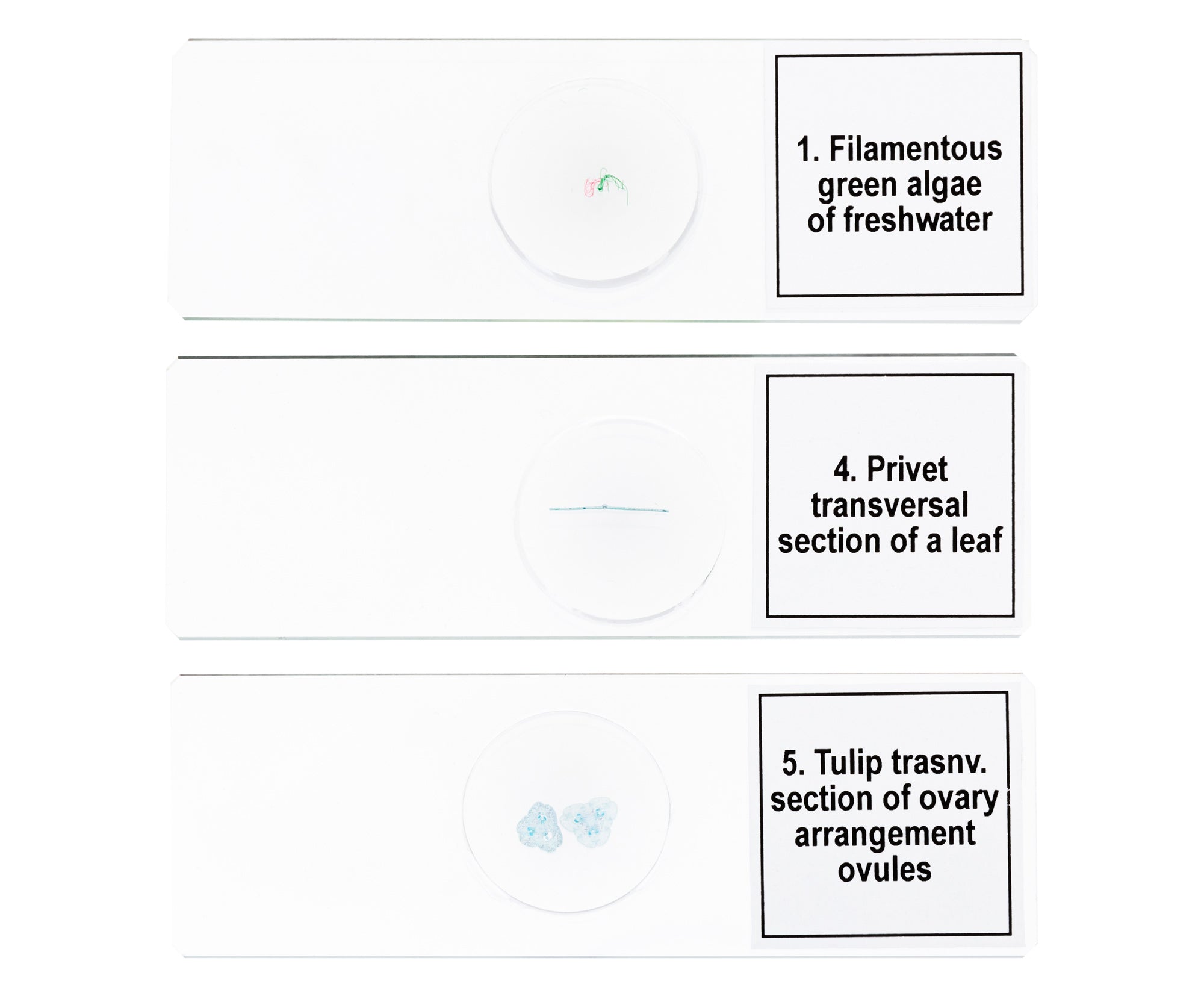Set di micropreparati Levenhuk Discovery Prof DPS 5. “Biologia”