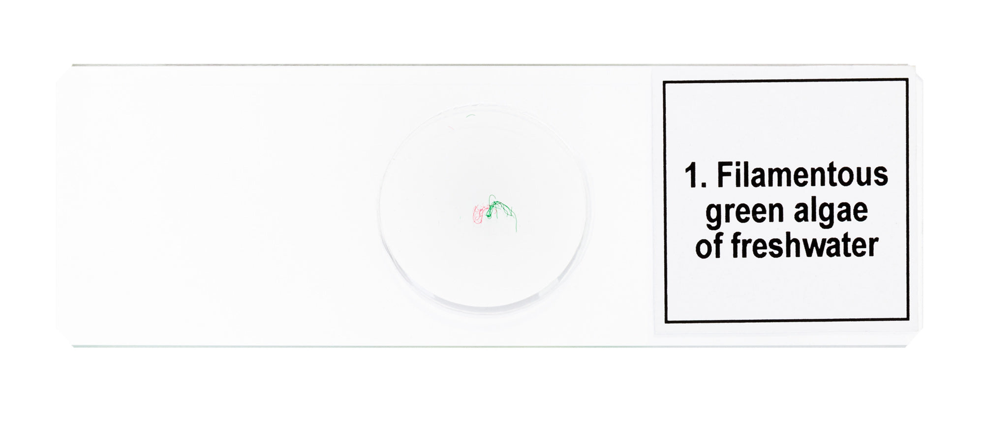 Set di micropreparati Levenhuk Discovery Prof DPS 5. “Biologia”