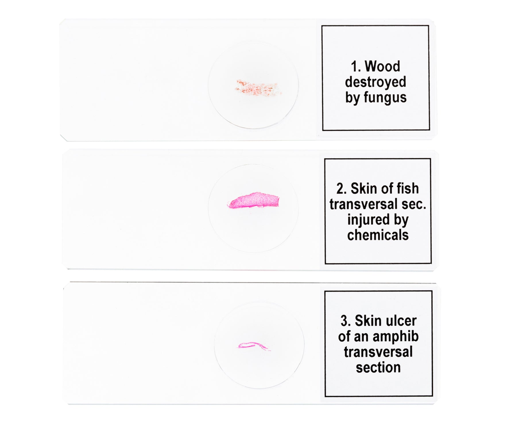 Set di micropreparati Levenhuk Discovery Prof DPS 5. “Mutazioni”