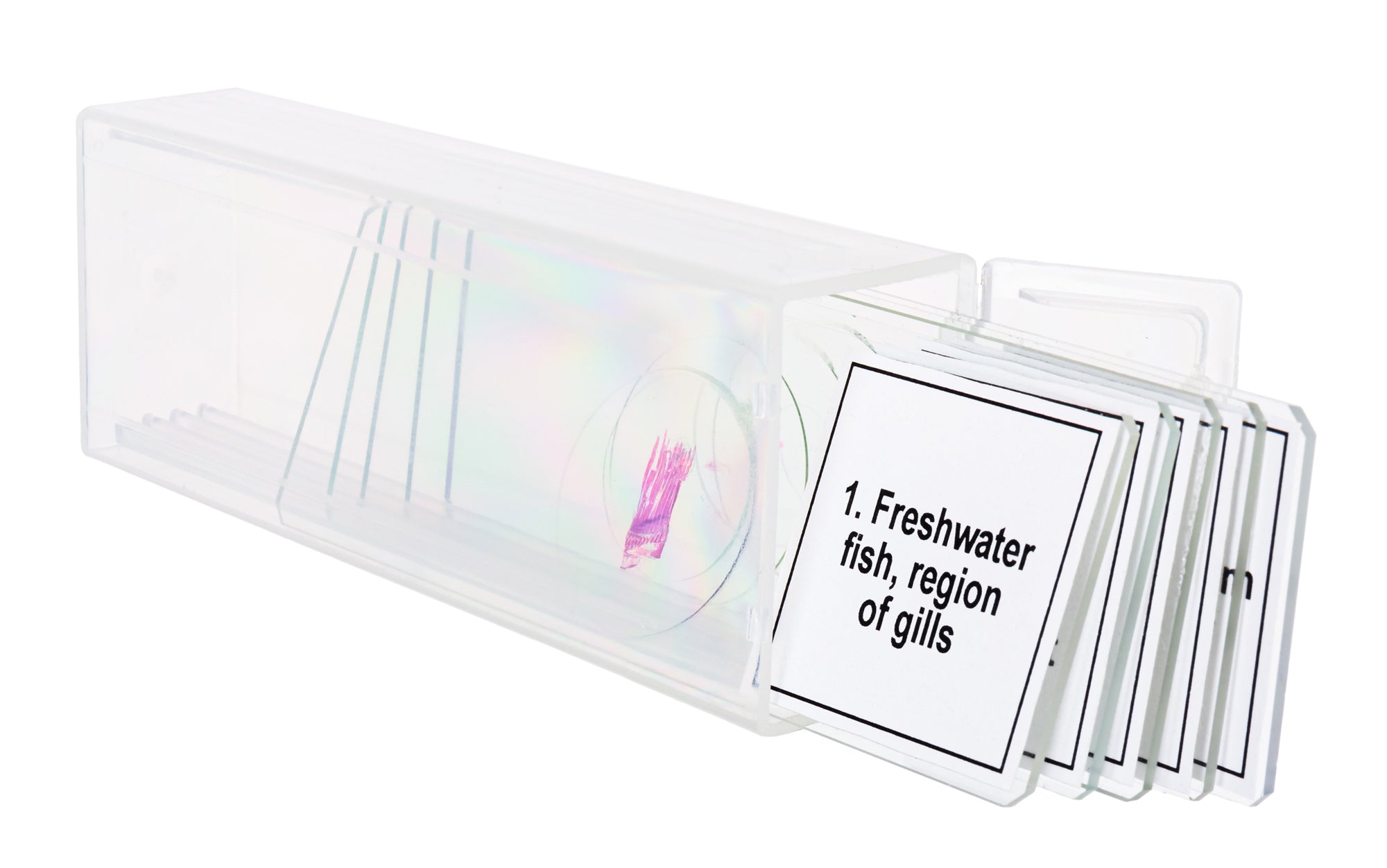 Set di micropreparati Levenhuk Discovery Prof DPS 5. “Mondo anfibio”