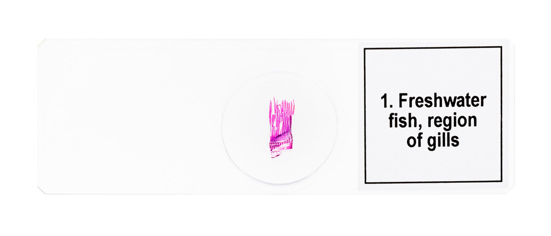 Set di micropreparati Levenhuk Discovery Prof DPS 5. “Mondo anfibio”