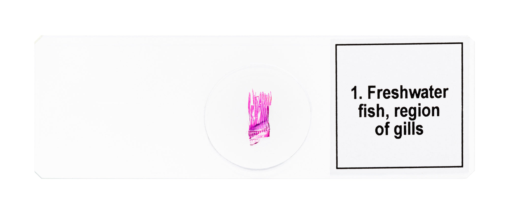 Set di micropreparati Levenhuk Discovery Prof DPS 5. “Mondo anfibio”