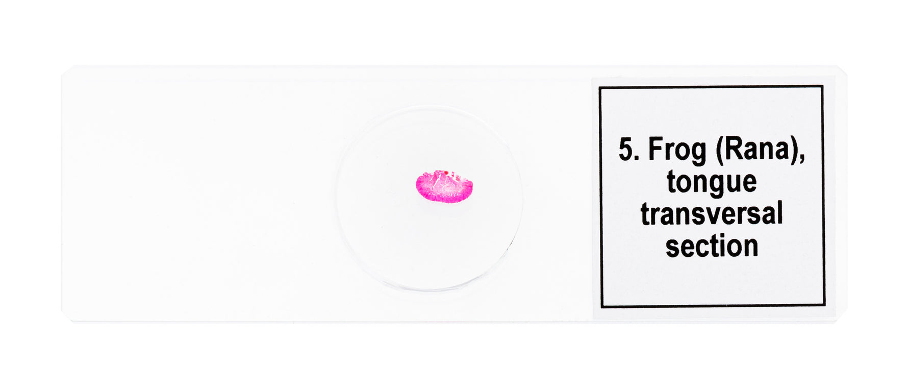 Set di micropreparati Levenhuk Discovery Prof DPS 5. “Mondo anfibio”
