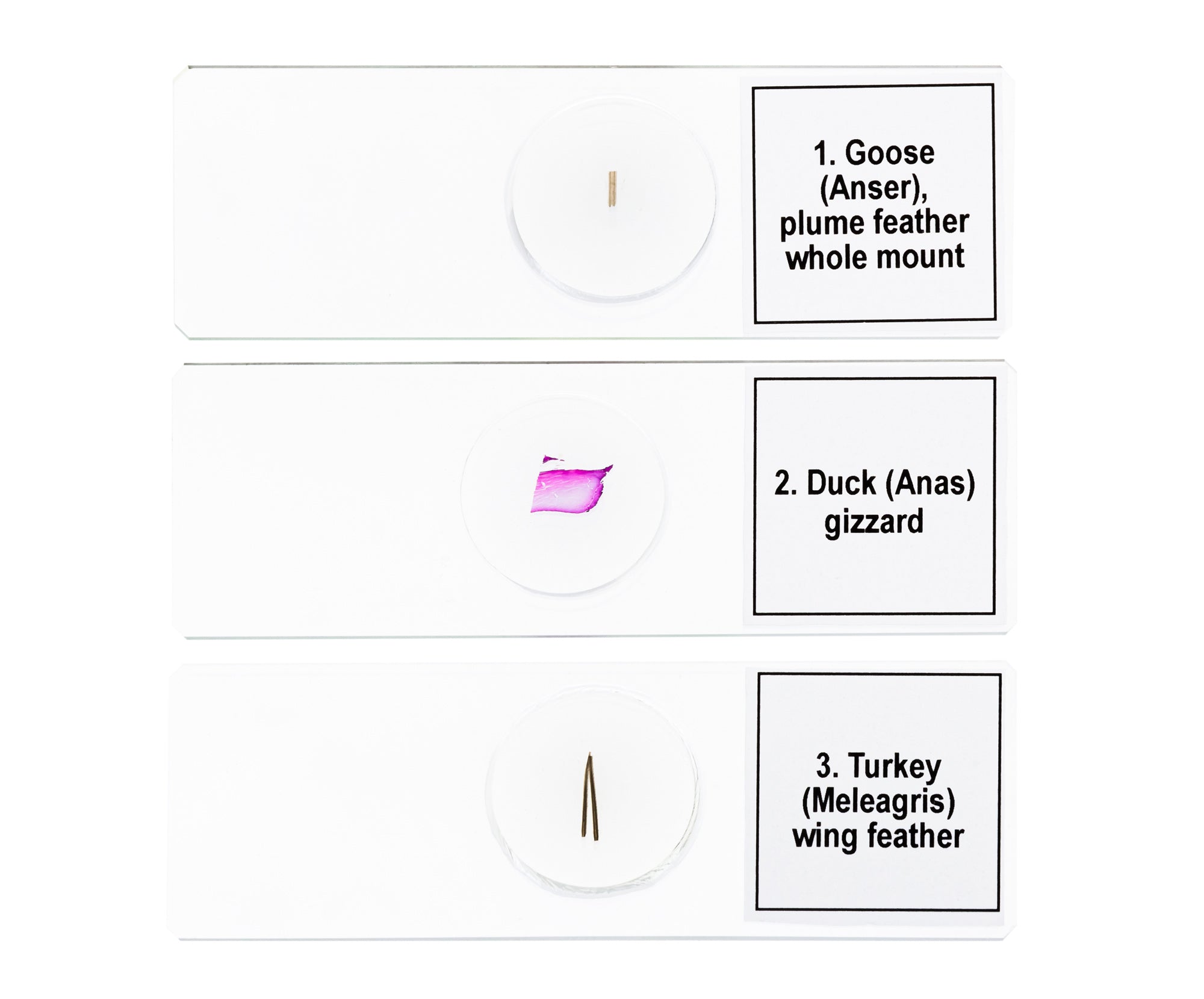 Set di micropreparati Levenhuk Discovery Prof DPS 5. “Uccelli”