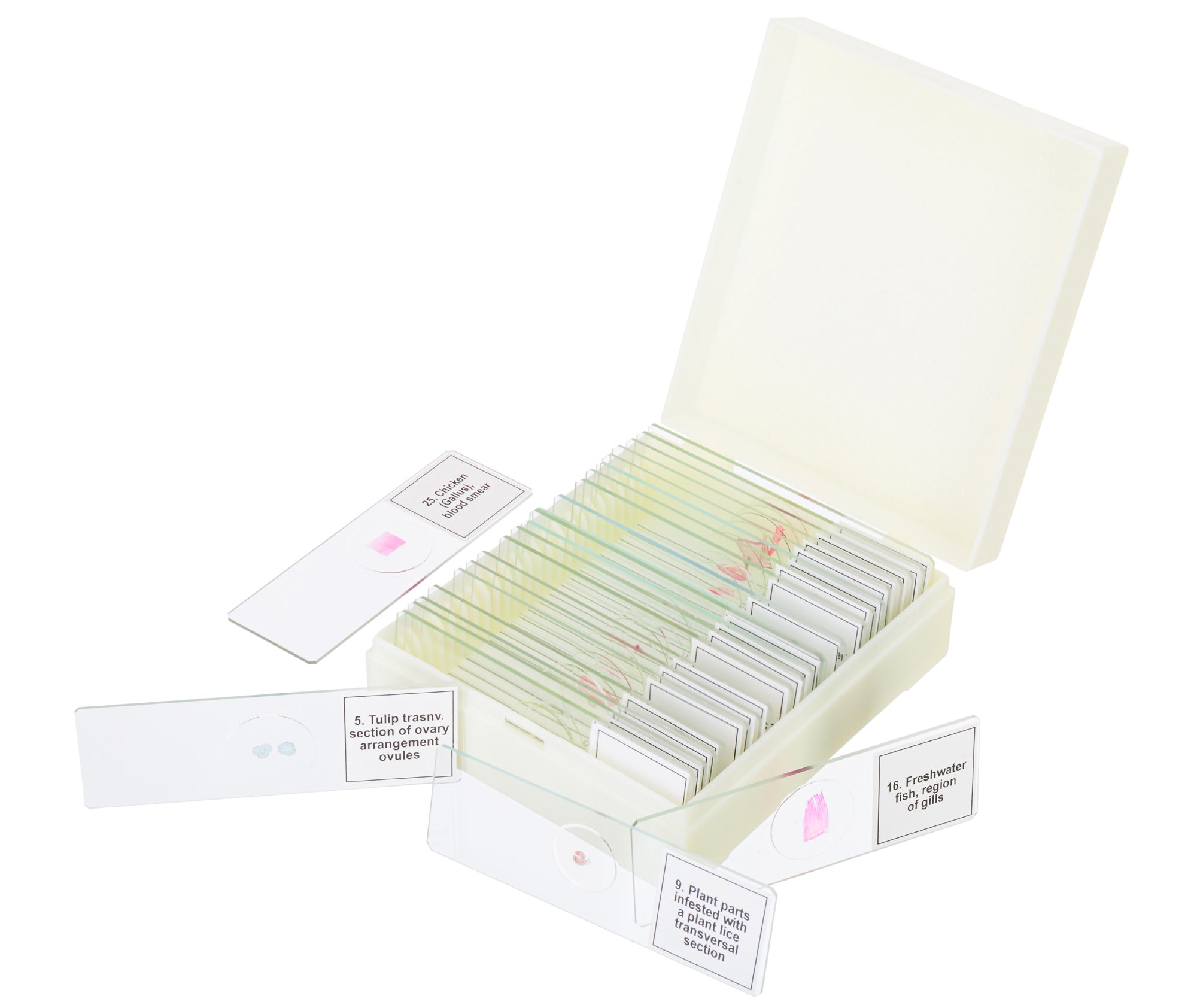 Set di micropreparati Levenhuk Discovery Prof DPS 25. “Biologia, uccelli, ecc.”