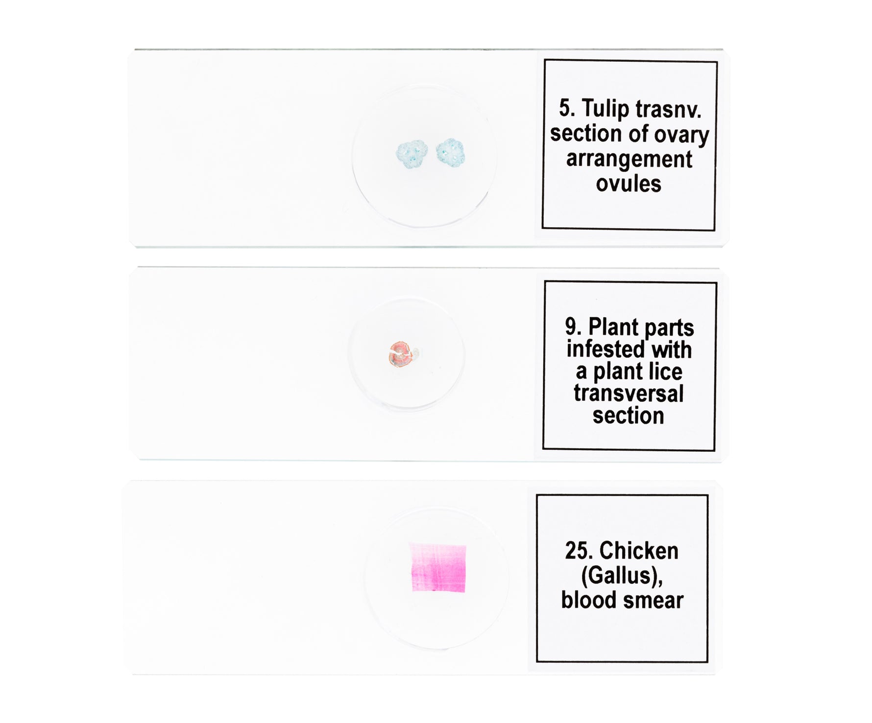 Set di micropreparati Levenhuk Discovery Prof DPS 25. “Biologia, uccelli, ecc.”