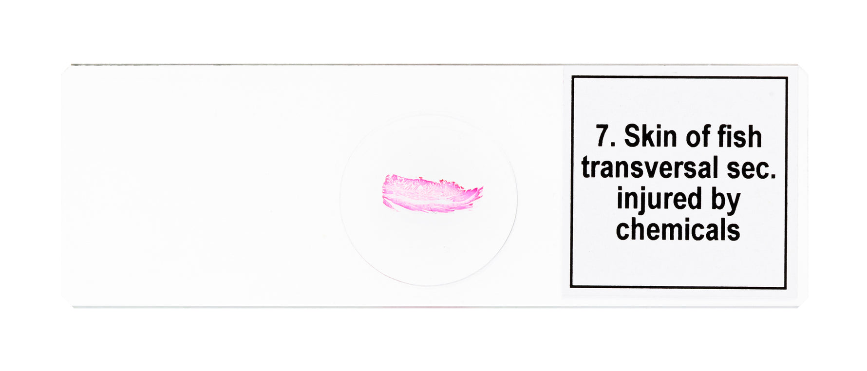 Set di micropreparati Levenhuk Discovery Prof DPS 25. “Biologia, uccelli, ecc.”