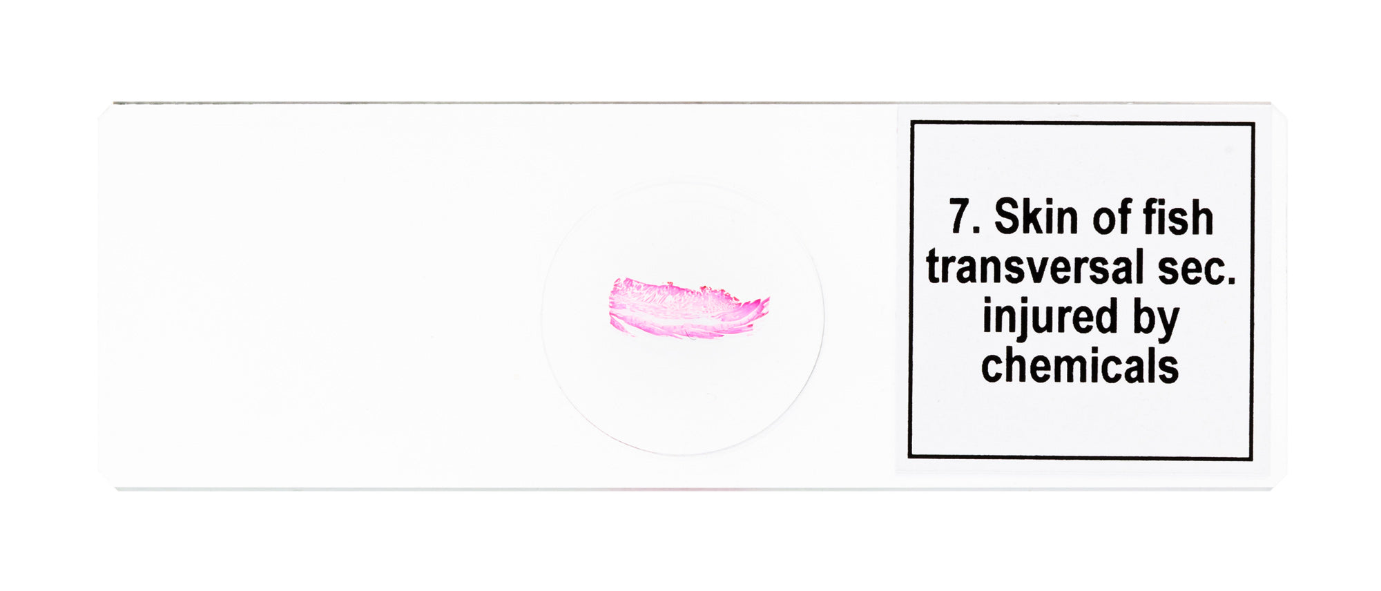 Set di micropreparati Levenhuk Discovery Prof DPS 25. “Biologia, uccelli, ecc.”