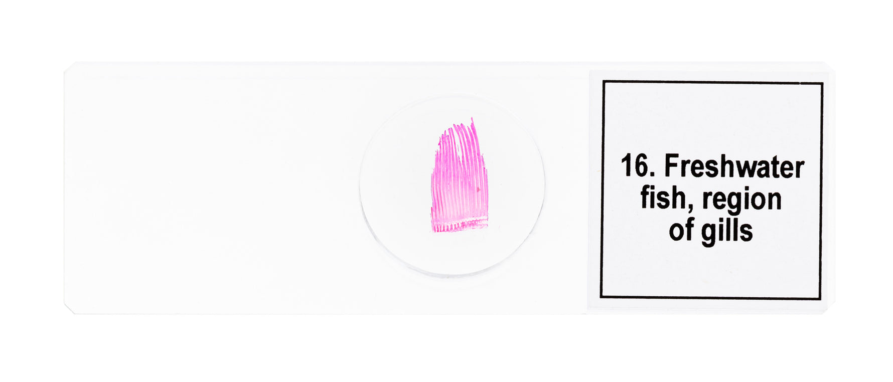 Set di micropreparati Levenhuk Discovery Prof DPS 25. “Biologia, uccelli, ecc.”