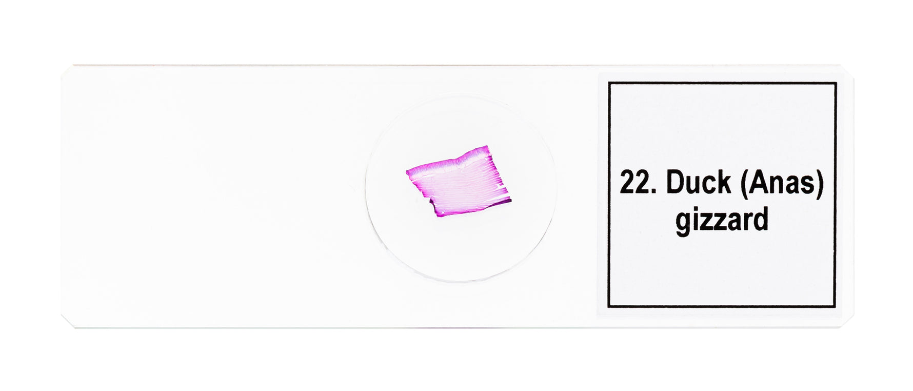 Set di micropreparati Levenhuk Discovery Prof DPS 25. “Biologia, uccelli, ecc.”