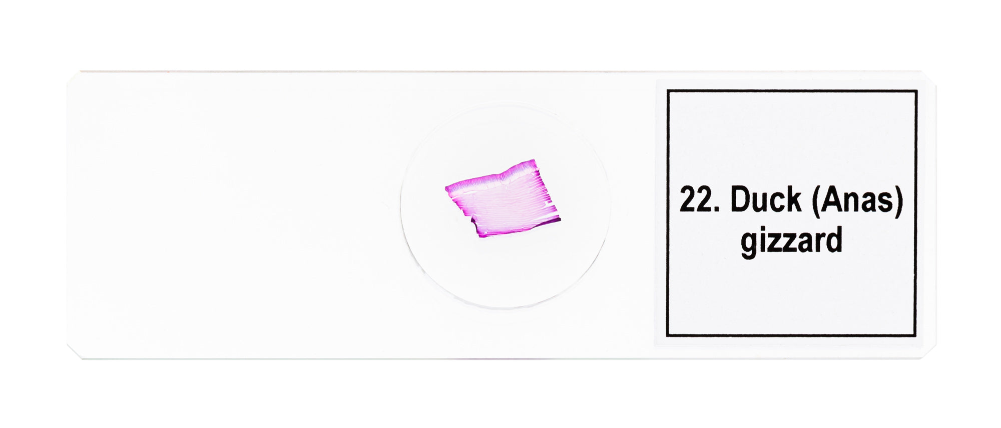 Set di micropreparati Levenhuk Discovery Prof DPS 25. “Biologia, uccelli, ecc.”