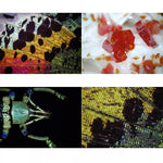 Microscopio digitale USB Bresser DST1028