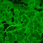 Microscopio a fluorescenza invertito MAGUS Lum V500L