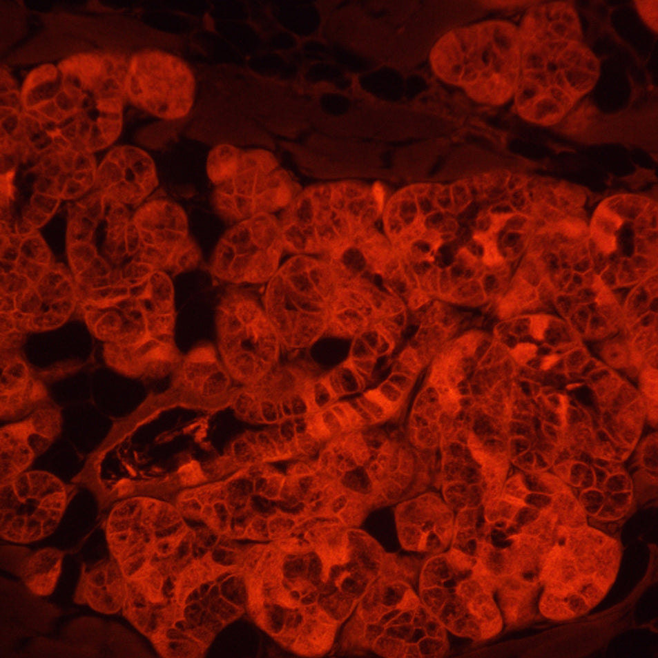 Microscopio a fluorescenza invertito MAGUS Lum V500L