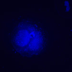 Microscopio a fluorescenza invertito MAGUS Lum V500L