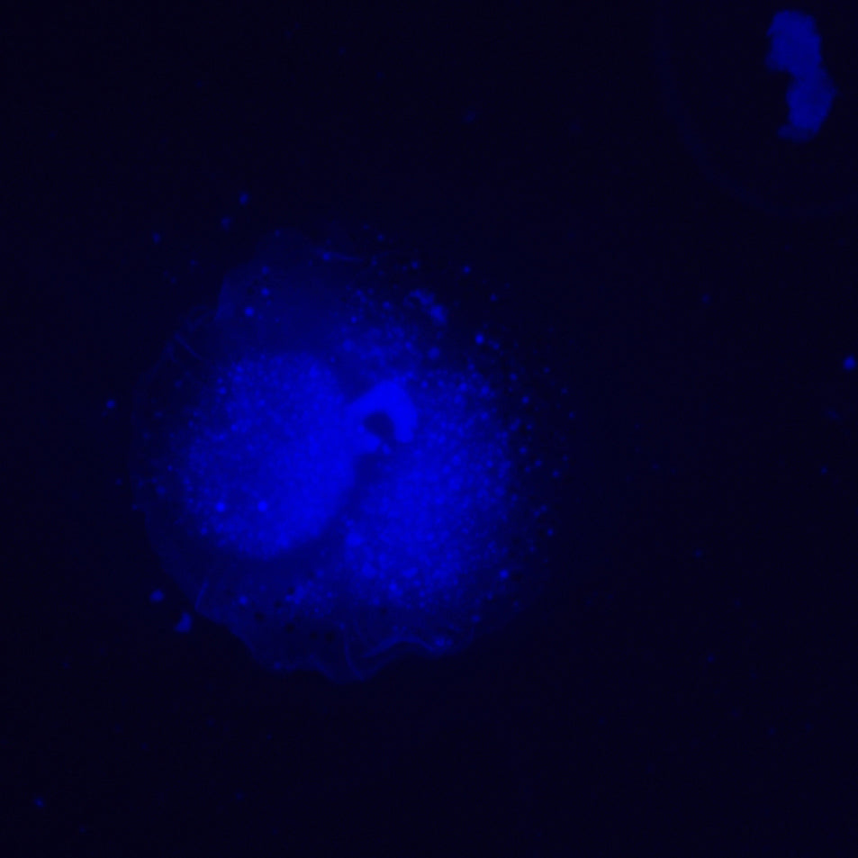 Microscopio a fluorescenza invertito MAGUS Lum V500L