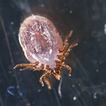 Microscopio stereoscopico MAGUS Stereo A18T