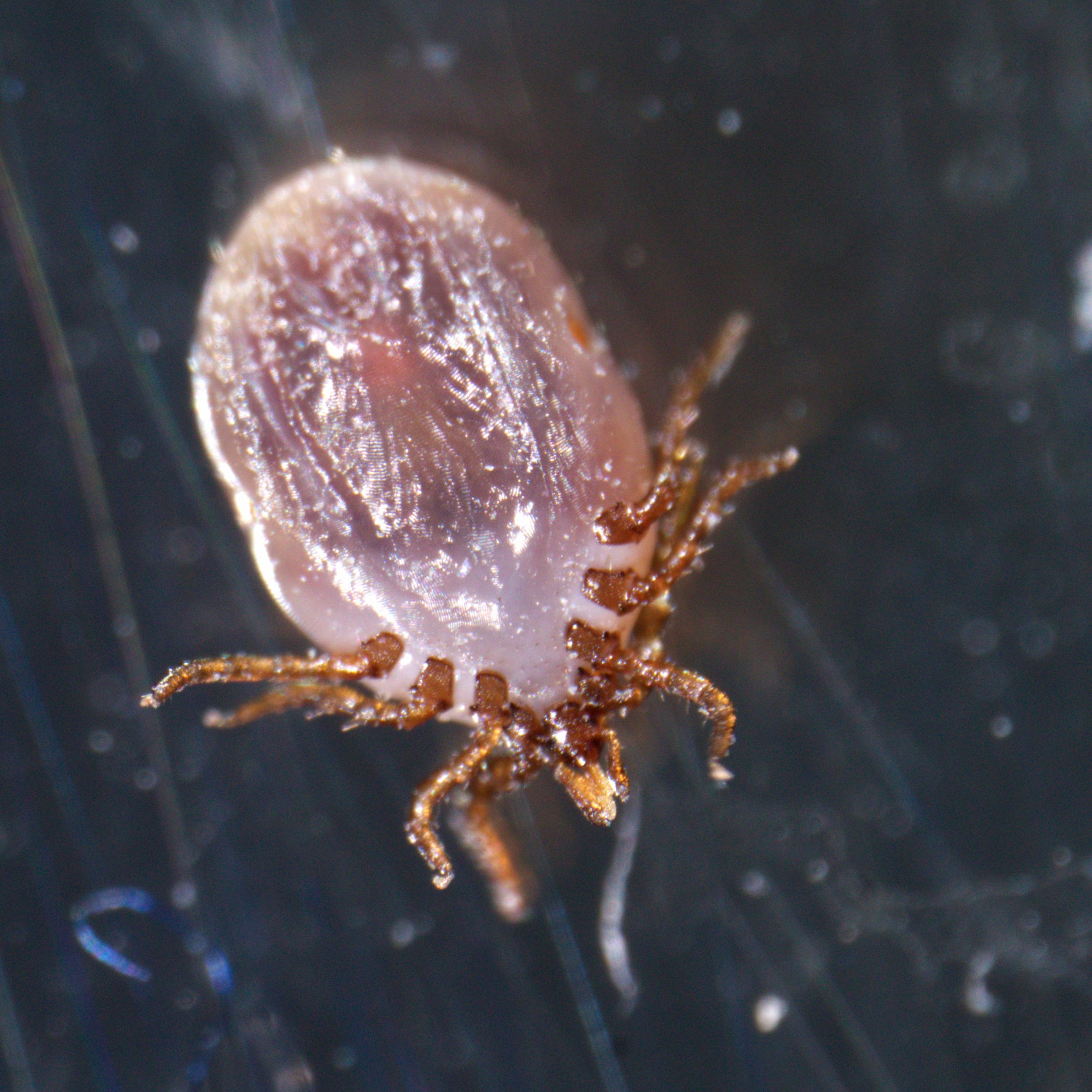Microscopio stereoscopico MAGUS Stereo A18T