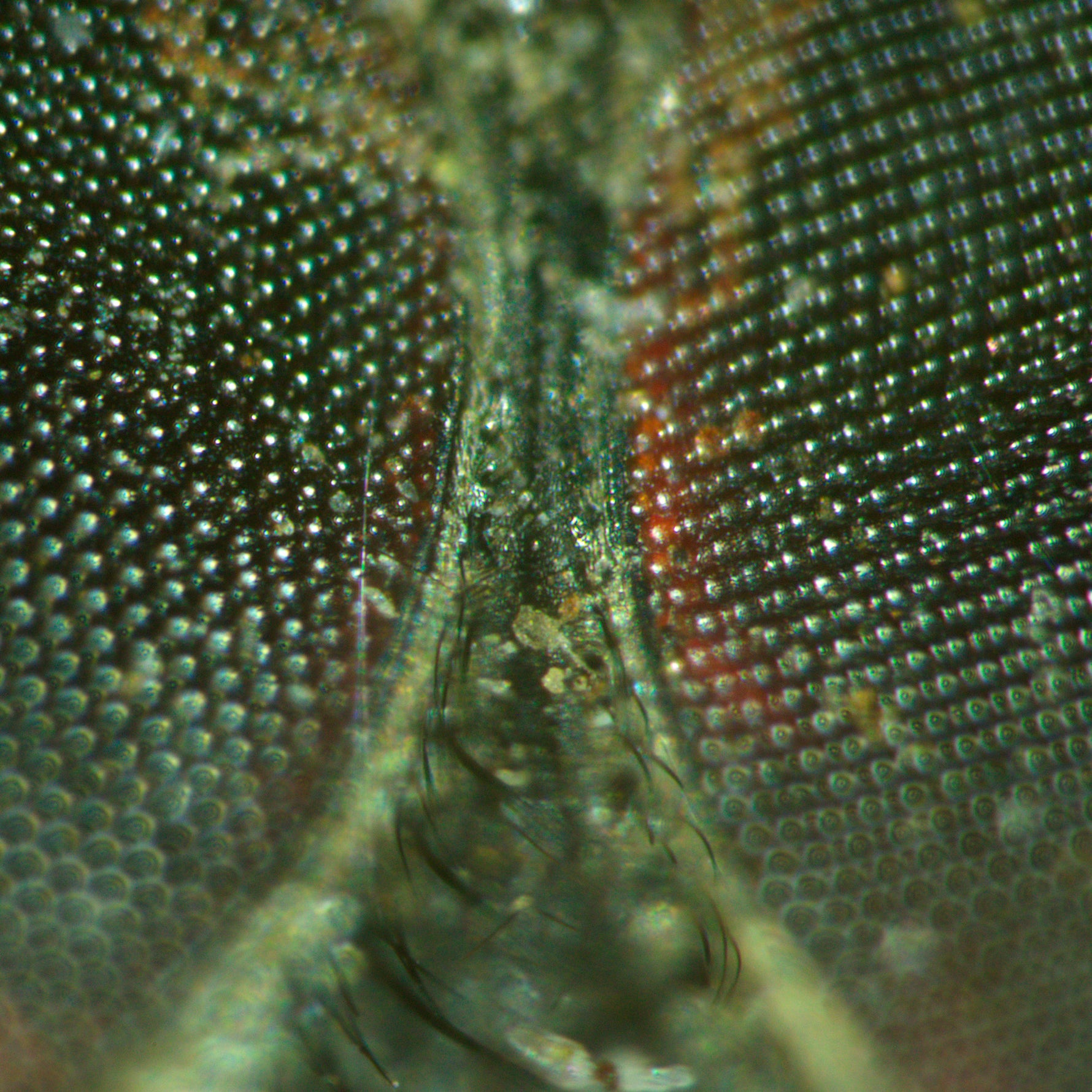 Microscopio stereoscopico MAGUS Stereo A18T