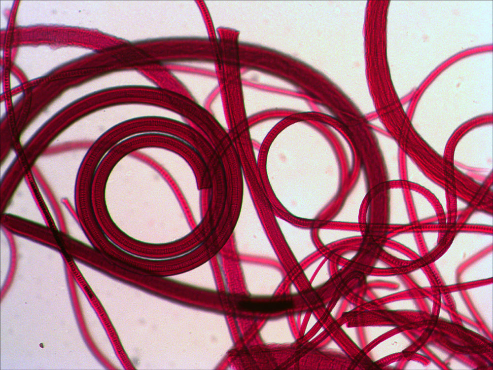 Set di vetrini preparati Levenhuk N10 NG