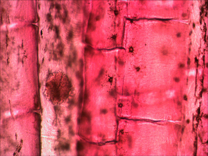 Set di vetrini preparati Levenhuk N10 NG